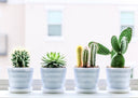Cactus como regalos: Ideas sostenibles y significativas