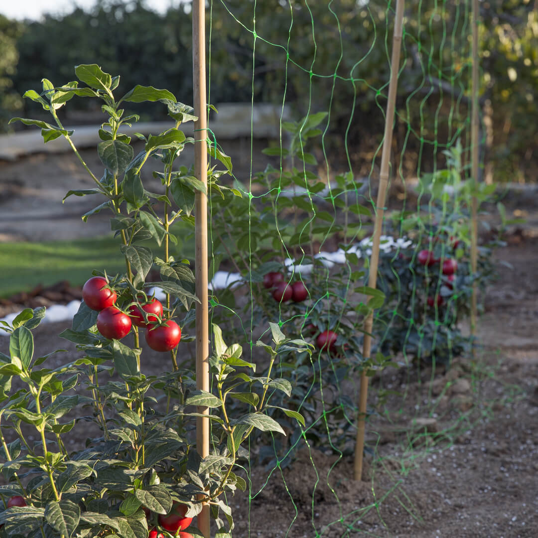 EXTRUDED TRELLISING MESH