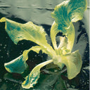 Film de acolchamiento para cultivos TERRAFILM negro