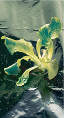 Terre noire multiculturelle du Nord