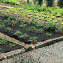 Film de acolchamiento para fresas fresafilm 1.4x10 m negro nortene