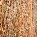 BREZO NATURAL ECOLÓGICO ESTÁNDAR 700-900 GR