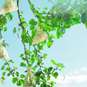 Pack 50 protectores para fruta fruitsac 20x30 cm blanco nortene