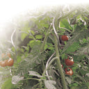 Tutor tomate spiral 1.80 m nortene