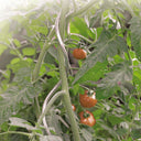 Tutor tomate spiral 1.80 m nortene
