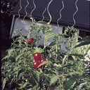 Tutor tomate spiral 1.80 m nortene