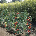 Tutor tomate spiral 1.80 m nortene