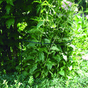 CHELSEA SUPPORT TUTOR 40X80 CM GREEN NORTENE