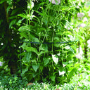 CHELSEA SUPPORT TUTOR 45X100 CM GREEN NORTENE