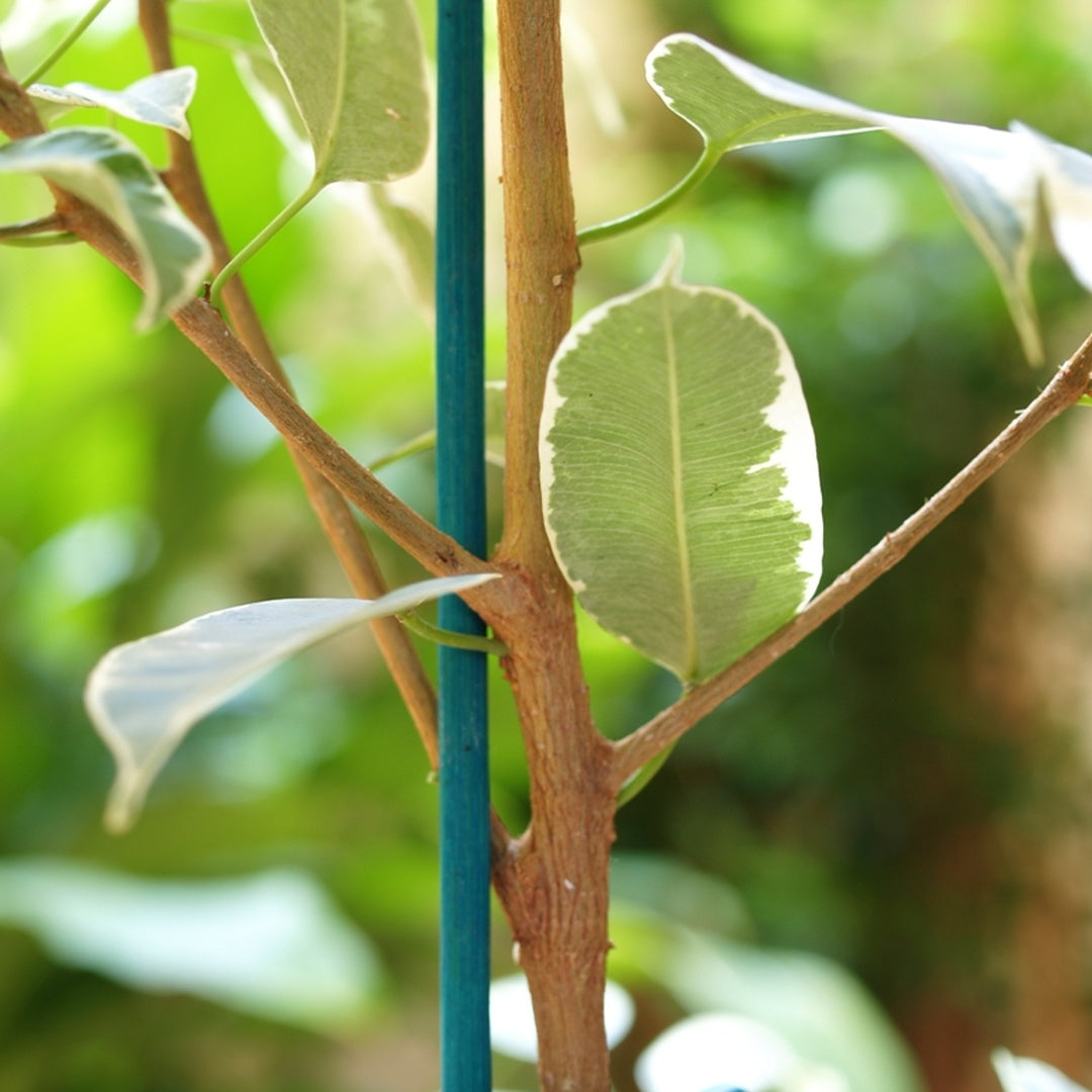 PACK OF 25 SPLIT BAMBOO CANE STRIPS TUTORS 0.4 M NORTENE GREEN 