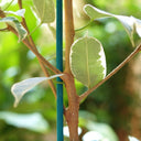 PACK OF 25 SPLIT BAMBOO CANE STRIPS TUTORS 0.4 M NORTENE GREEN 