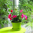 STRETCHER TUTOR SCHELLE 37 CM GREEN NORTENE 