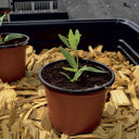 Conjunto de 20 vasos plastpot de 7 cm de diâmetro