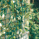 Malla plastica cuadrada colgante climbanet verde nortene