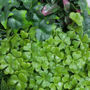 Jardin vertical costa 100 x 100 cm nortene