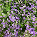 Jardim vertical em rolo com alfazema 100 x 100 norte