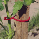 Pack 25 clips para tomateras tomatoclip 4.5x6.2 cm rojo nortene