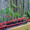 Pack 25 clips para tomateras tomatoclip 4.5x6.2 cm rojo nortene