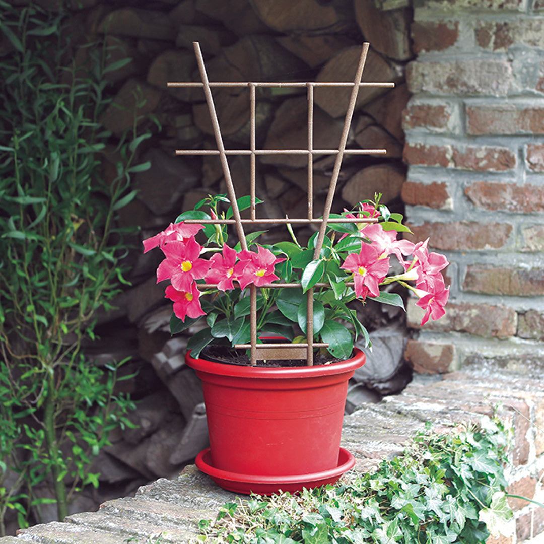 ECHELLE BACK GUARD 50 CM NORTENE BROWN 