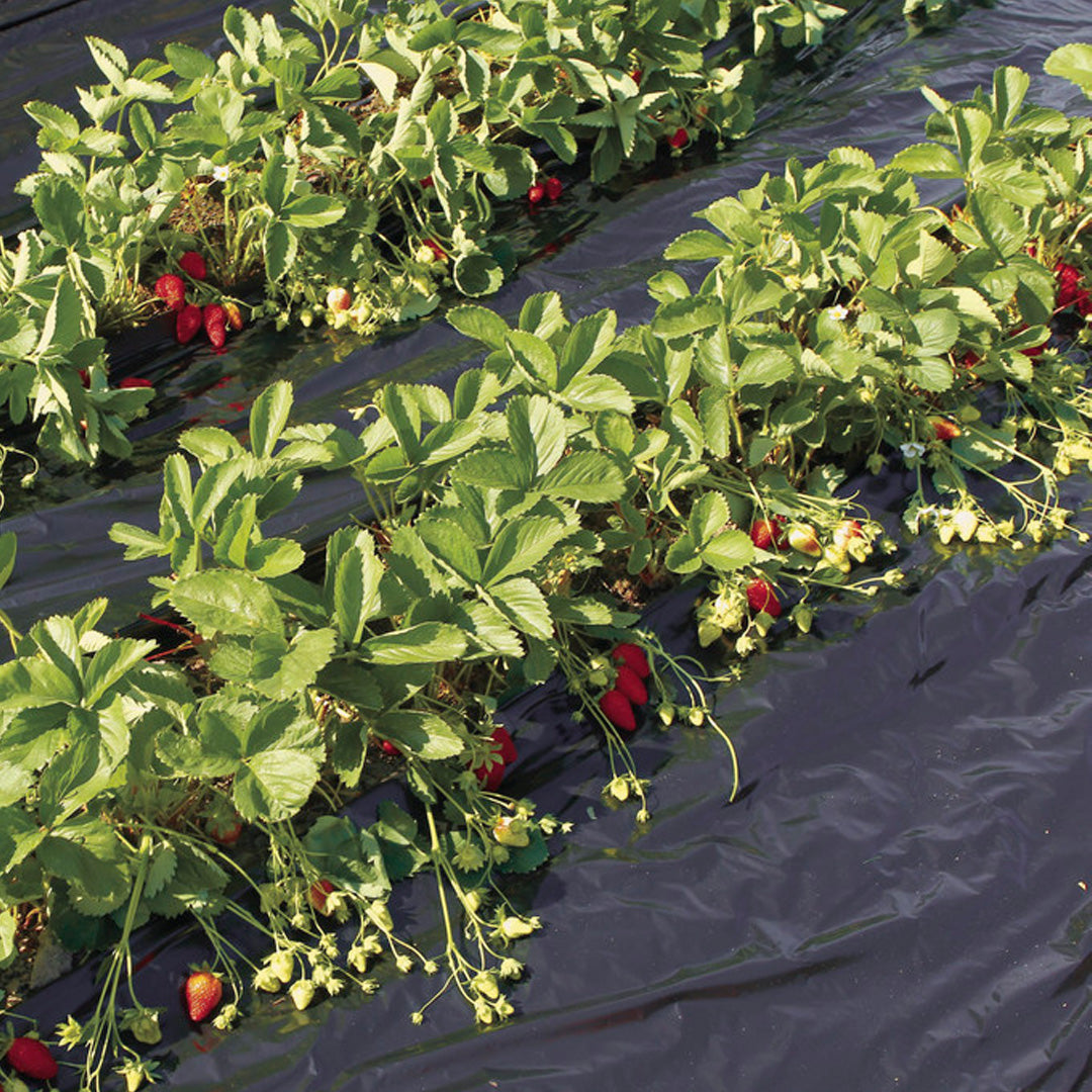 Film de acolchamiento para fresas fresafilm recyclean 1.4x10 m negro nortene