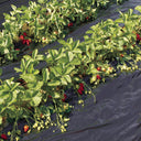 Film de acolchamiento para fresas fresafilm recyclean 1.4x10 m negro nortene