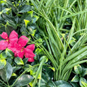 Rollo jardin vertical villa 100 x 100 nortene