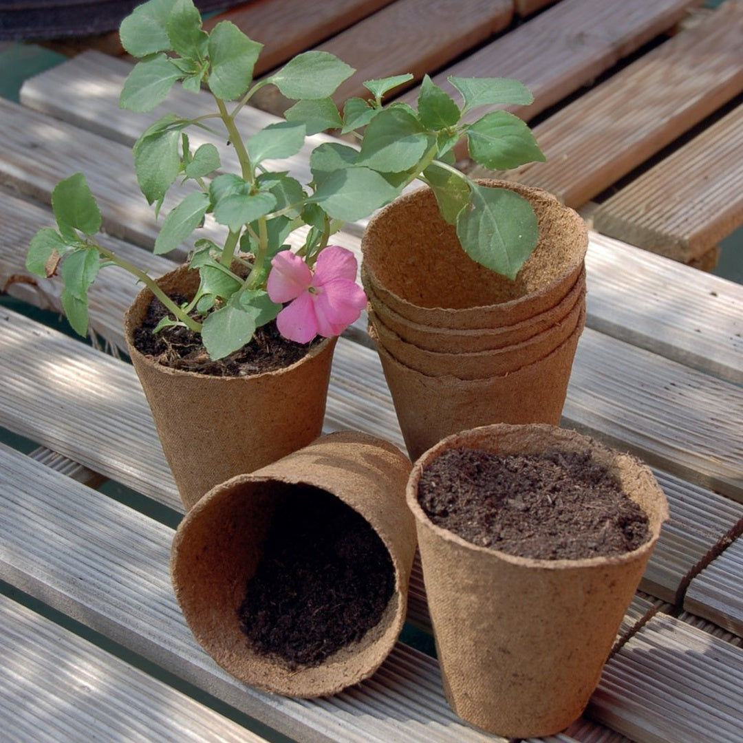 Nort growing pot (24) ø 6cm nt x24