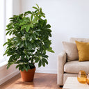 Planta artificial Cheflera 65 cm
