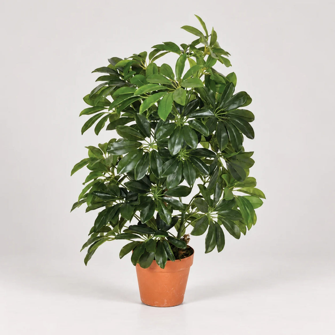 Pianta artificiale Cheflera 65 cm