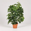 Planta artificial Cheflera 65 cm