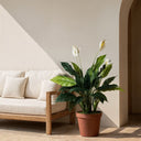 Planta artificial vela del viento 105 cm nortene