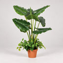 Plante de taro artificielle 100 cm