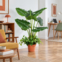 Plante de taro artificielle 100 cm
