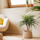 Planta artificial nolina mini 75 cm