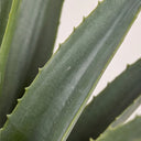 Pianta di agave artificiale 73 cm