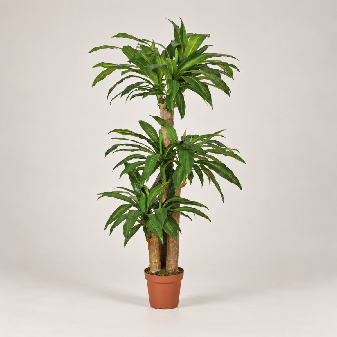 Planta artificial drácena 145 cm