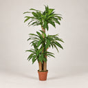 Planta artificial drácena 145 cm