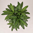 Planta artificial drácena 145 cm
