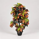 Croton 140 cm norte