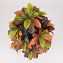 Croton 140 cm nortene