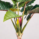 Planta artificial arcoiris 170 cm nortene