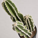 cactus château de fées 62 cm nordène