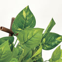 Celosía extensible extensy green