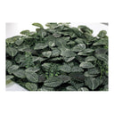 Jardín vertical fresno 50x50 cm verde nortene