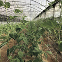 Malla galvanizada trellinet compost 2x5 m nortene