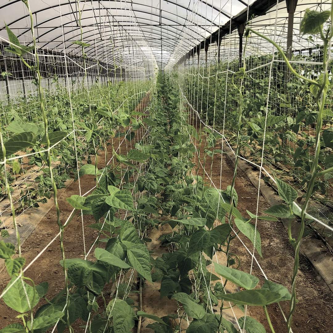 Malla galvanizada trellinet compost 2x5 m nortene