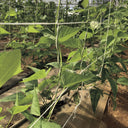 Malla galvanizada trellinet compost 2x5 m nortene