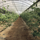 Malla galvanizada trellinet compost 2x5 m nortene