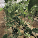 Malla galvanizada trellinet compost 2x5 m nortene