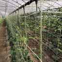 Malla galvanizada trellinet compost 2x5 m nortene